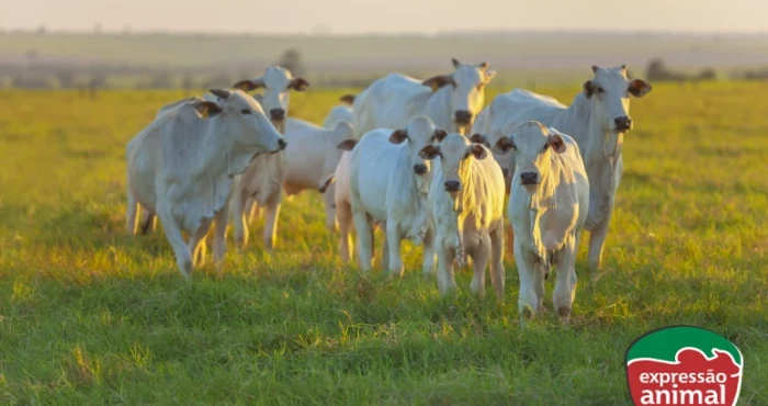Qual o melhor remédio para diarreia em bovinos?