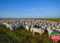 Ganho de peso a pasto: veja os benefícios do Peso Pasto Plus
