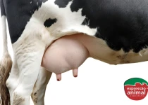 Tipos de mastite bovina: tratamento e controle com homeopatia