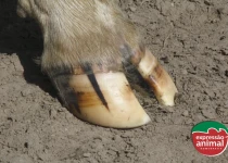 Casco de vaca inflamado: como tratar a doença com homeopatia?