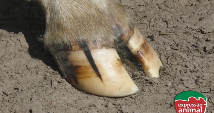 Casco de vaca inflamado: como tratar a doença com homeopatia?