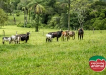 Remédio para matar berne em gado: conheça o Parasito Plus