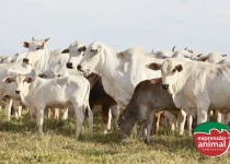 Intoxicações bovinas por ingestão de plantas e seus prejuízos na pecuária