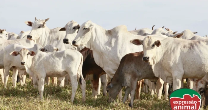 Intoxicações bovinas por ingestão de plantas e seus prejuízos na pecuária