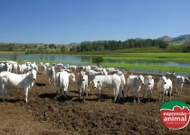 Doenças parasitárias em bovinos: quais as principais e como controlar