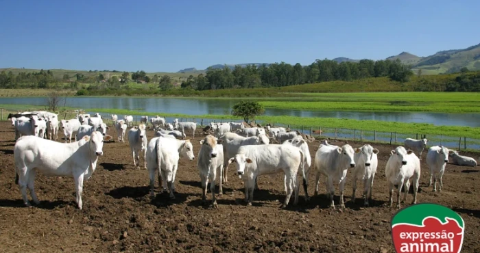 Doenças parasitárias em bovinos: quais as principais e como controlar