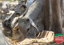 Soluções naturais para reduzir o comportamento de monta em bovinos sem castração