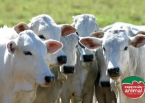 Eficiência reprodutiva em bovinos de corte: como melhorar e elevar a fertilidade?