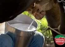 Como prevenir a mastite em rebanhos leiteiros: estratégias naturais para um rebanho saudável