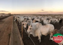 Controle de comportamento em bovinos: como o Sodomia Plus previne a sodomia bovina de forma natural e eficaz