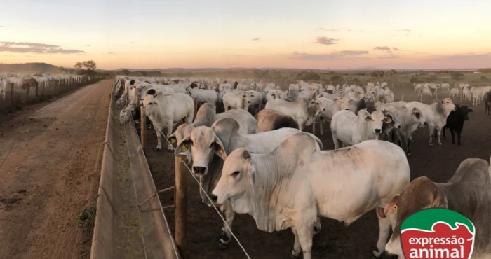 Controle de comportamento em bovinos: como o Sodomia Plus previne a sodomia bovina de forma natural e eficaz