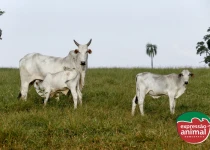Taxa de prenhez em bovinos de corte: como melhorá-la e aumentar a rentabilidade do seu rebanho