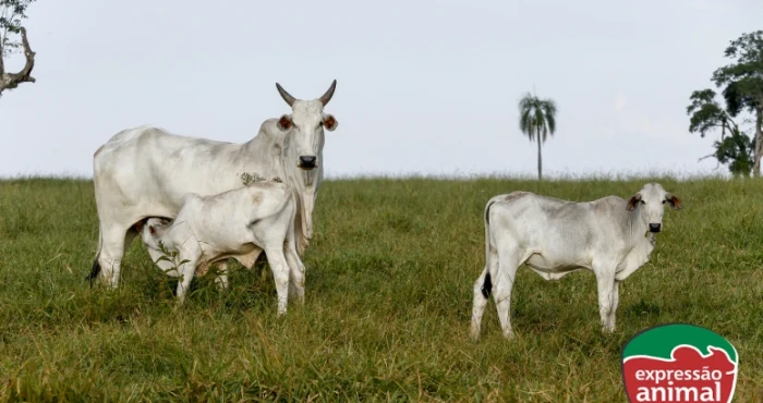 Taxa de prenhez em bovinos de corte: como melhorá-la e aumentar a rentabilidade do seu rebanho