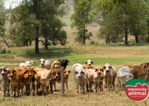 Impacto econômico das intoxicações em rebanhos: prejuízos e soluções naturais