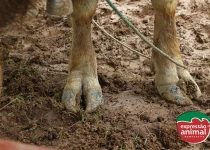 Melhore a economia do seu rebanho com Casco Plus: prevenção e tratamento eficaz para doenças de casco