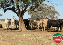 Como o Intoxicação Plus pode reduzir custos de tratamento e evitar perdas financeiras no rebanho