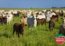 Remédio para diarreia preta em bezerros
