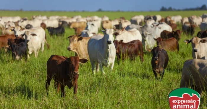 Remédio para diarreia preta em bezerros