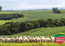 Como tratar tristeza parasitária bovina