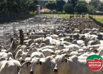 Como acabar com a sodomia no gado sem castrar os bois?