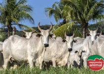 Como saber se meu gado está com verminose e como tratar