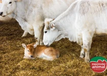 Descubra como melhorar a fertilidade de fêmeas sem hormônios