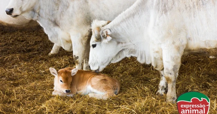 Descubra como melhorar a fertilidade de fêmeas sem hormônios