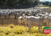 Tranquilizante para boi: Como controlar a agressividade e a sodomia bovina sem castrar