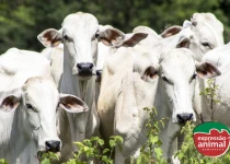 Como aumentar a imunidade do gado e reduzir doenças sem usar antibióticos