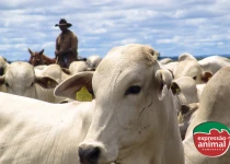 Como elevar a conversão alimentar do gado e melhorar a eficiência da produção