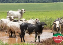 Vermifugação natural ou química? Como escolher sem comprometer o desempenho do rebanho