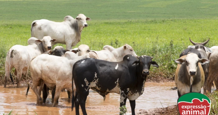 Vermifugação natural ou química? Como escolher sem comprometer o desempenho do rebanho