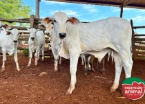 Controle de parasitas em bovinos: Como evitar perdas econômicas e melhorar a saúde do rebanho 