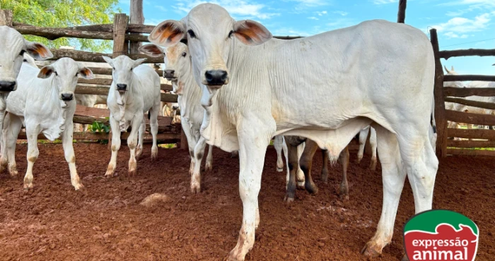 Controle de parasitas em bovinos: Como evitar perdas econômicas e melhorar a saúde do rebanho 