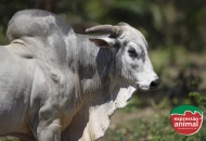 Boi agressivo e brigas no lote: como resolver sem castração