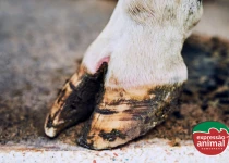 Saúde do casco bovino: Como evitar doenças de casco com remédio natural e aumentar a longevidade do rebanho