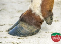 Casco inflamado e animal mancando: como agir antes que o problema piore