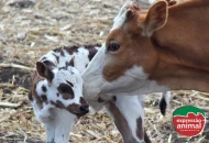 Vacas repetindo cio: o que isso revela sobre a saúde do seu rebanho