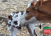 Vacas repetindo cio: o que isso revela sobre a saúde do seu rebanho