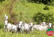 Perda de peso no final da seca: o que fazer quando o gado não reage ao manejo tradicional