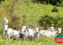 Perda de peso no final da seca: o que fazer quando o gado não reage ao manejo tradicional