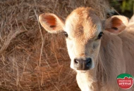 Cio silencioso em vacas: sinais, causas e como aumentar a taxa de prenhez de forma natural