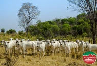 Gado inquieto no cocho: por que isso acontece e como controlar sem hormônios