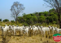 Gado inquieto no cocho: por que isso acontece e como controlar sem hormônios