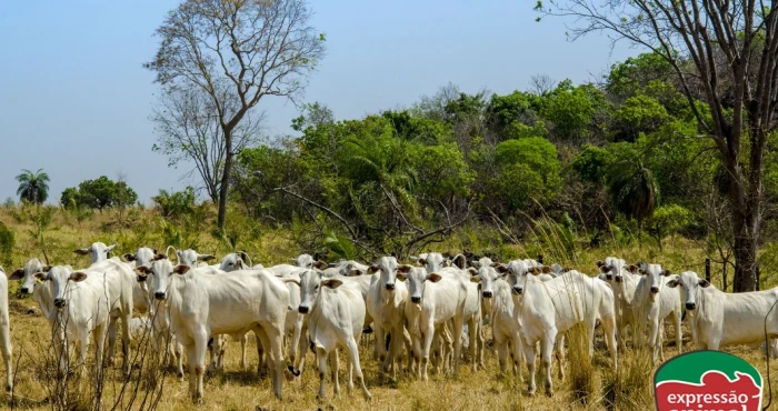 Gado inquieto no cocho: por que isso acontece e como controlar sem hormônios
