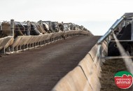 Sodomia bovina: Faça o controle correto, evite prejuízos e melhore sua produtividade