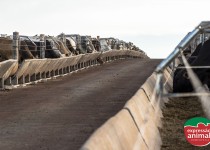 Sodomia bovina: Faça o controle correto, evite prejuízos e melhore sua produtividade