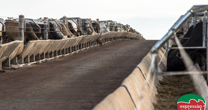 Sodomia bovina: Faça o controle correto, evite prejuízos e melhore sua produtividade