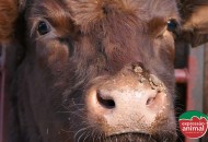 Como tratar papilomatose bovina com o Verruga Plus