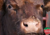 Como tratar papilomatose bovina com o Verruga Plus